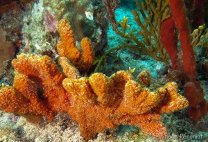 Malendure - îlet Pigeon    